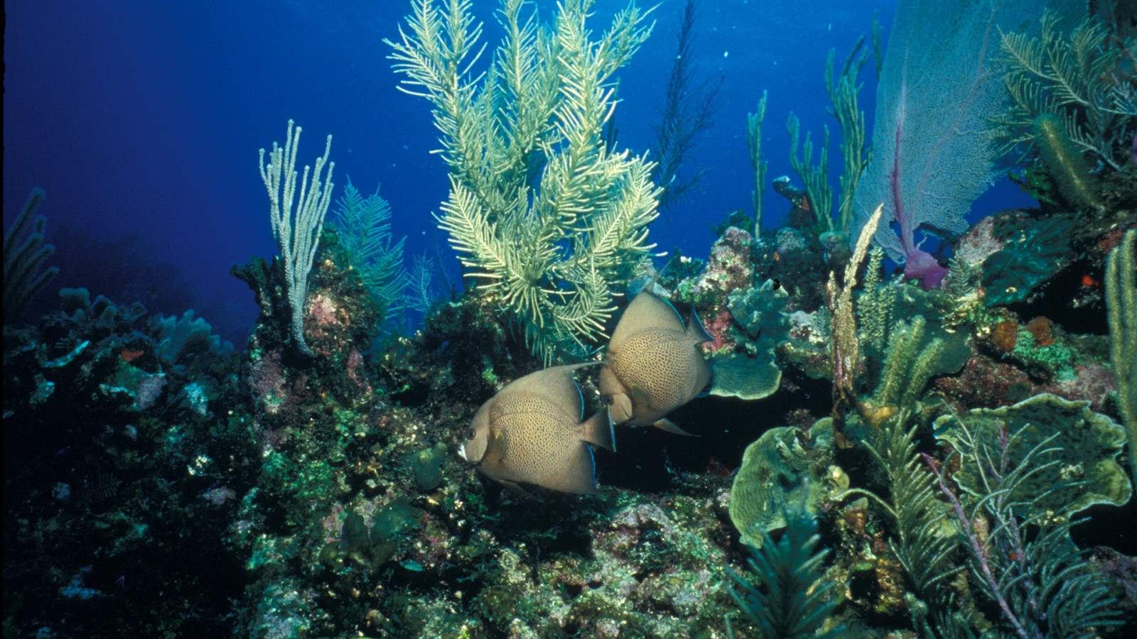 Pair of gray angelfish above a Biscayne National Park coral reef