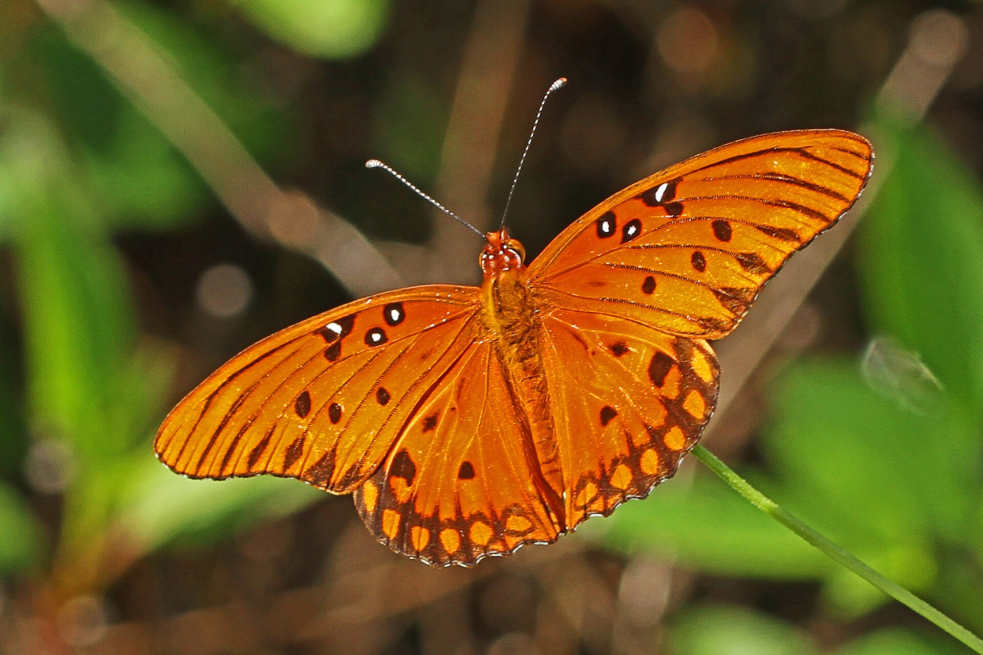 Second view of Gulf Fritillary