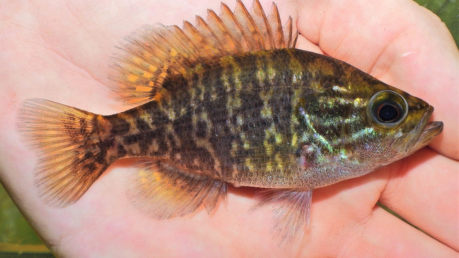 Detailed identification view of Warmouth