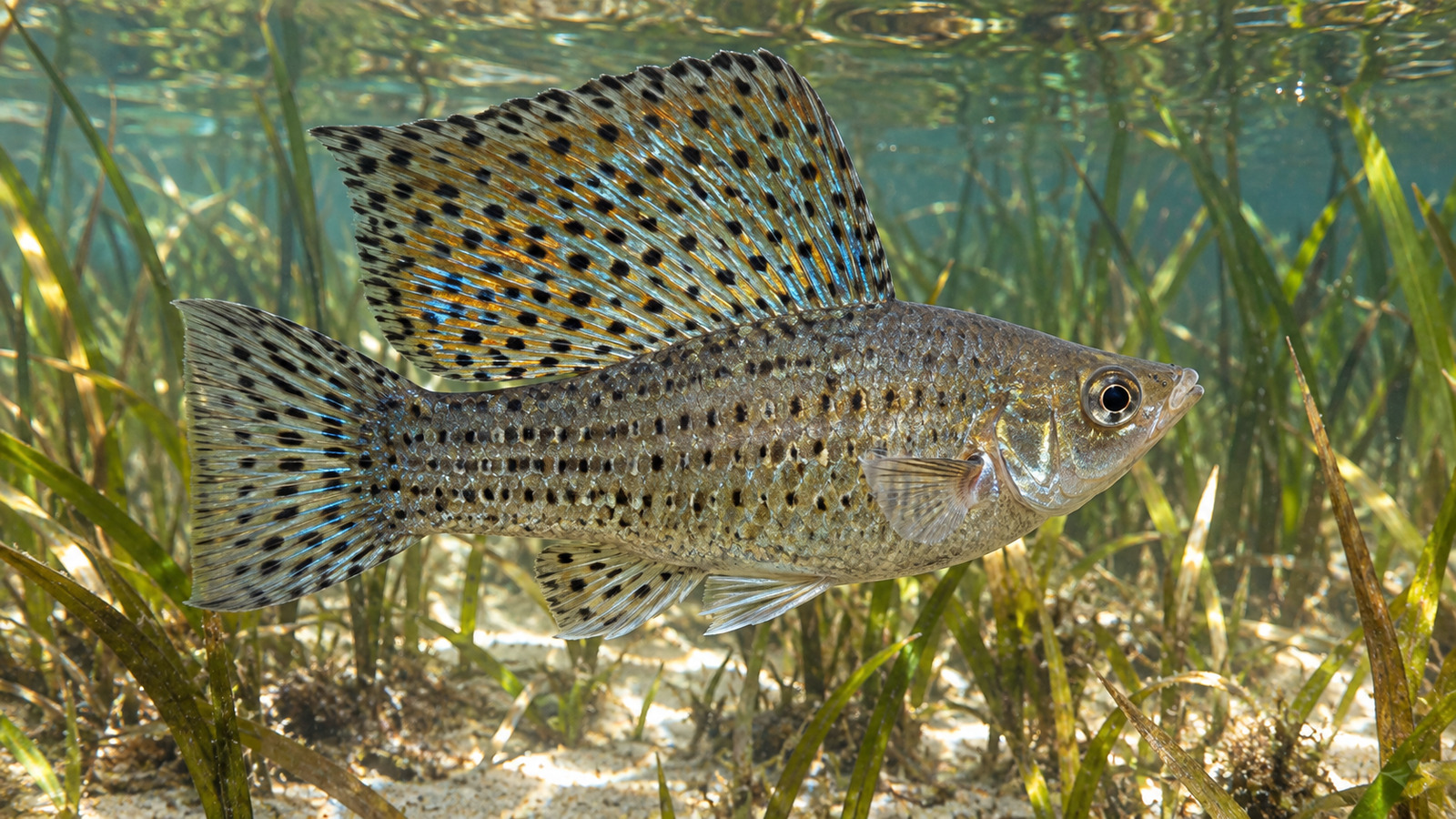 Fish
