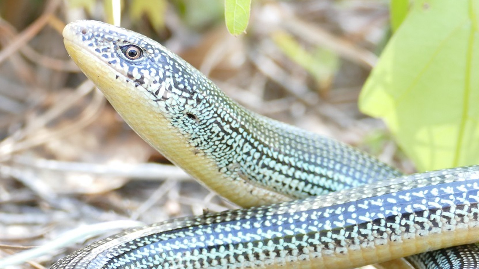 Close view of a Slender Glass Lizard with patterned scales