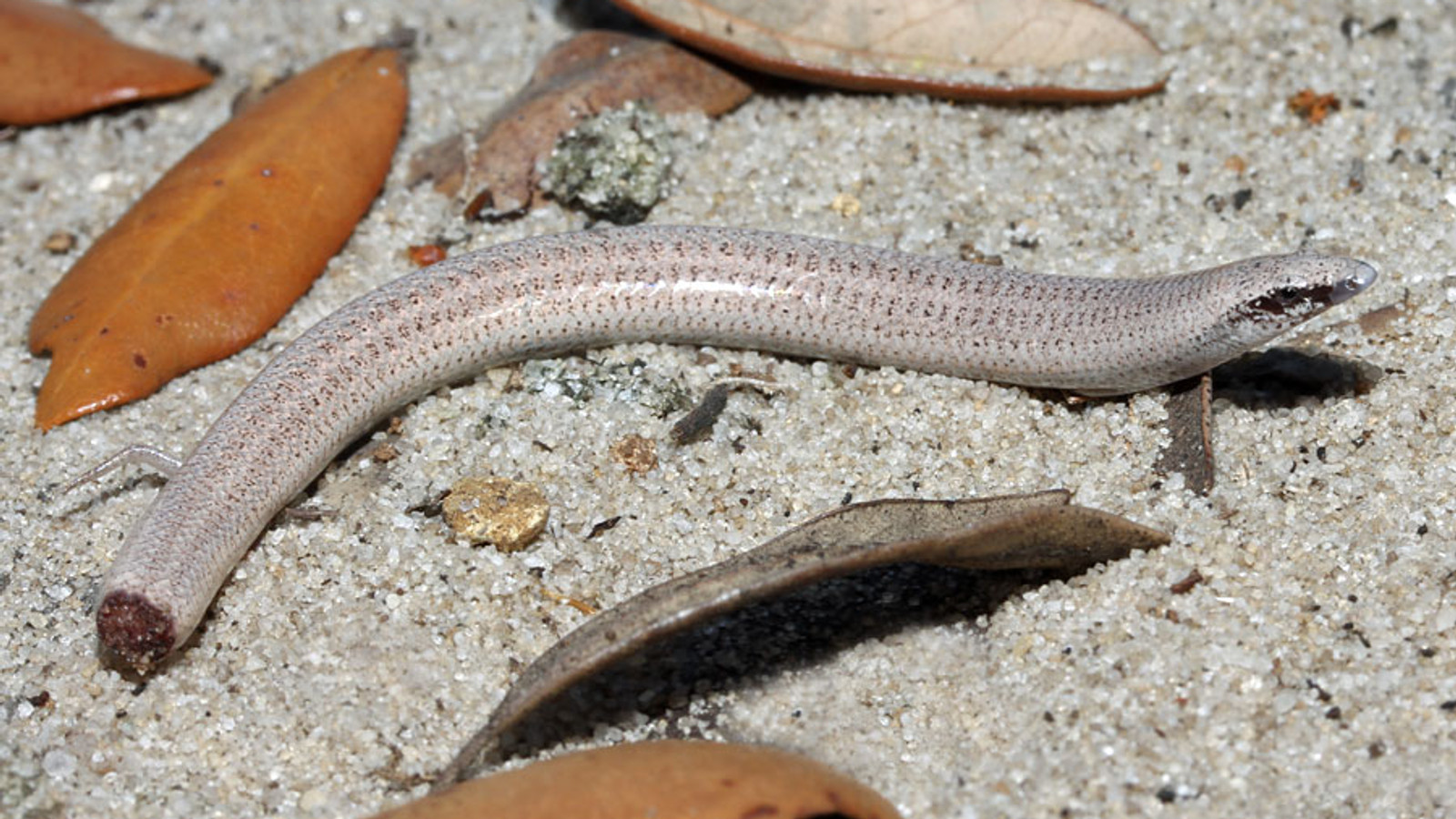 Florida Sand Skink on loose pale sand