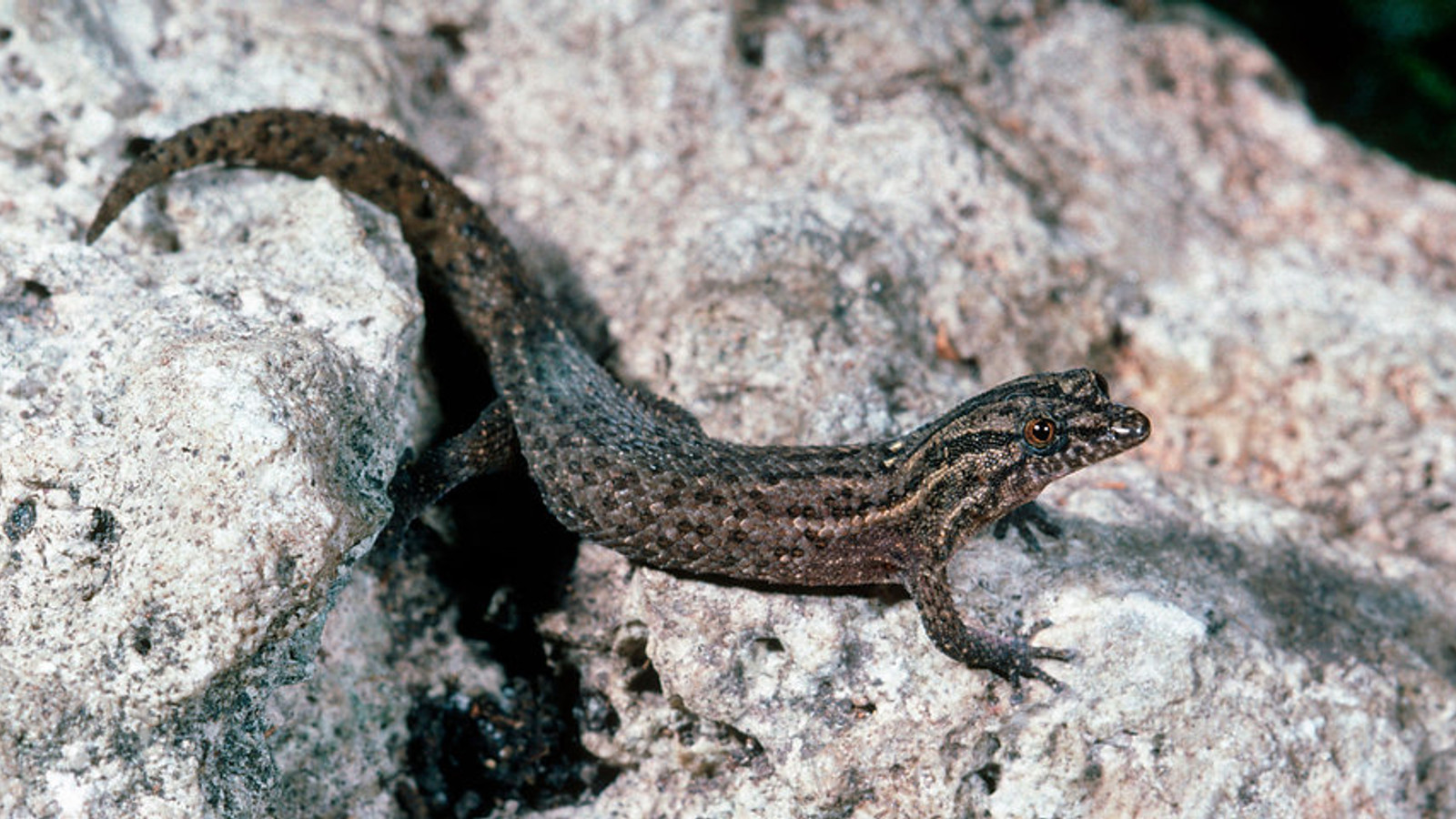 Detailed identification view of Florida Reef Gecko