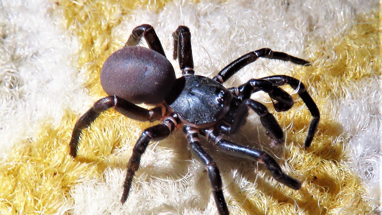 Arachnid
