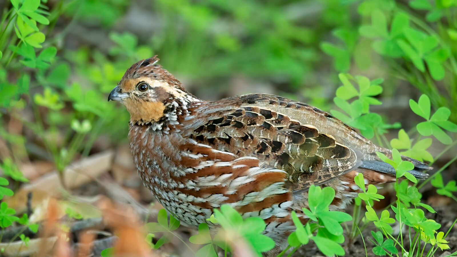 Detailed view of Northern Bobwhite