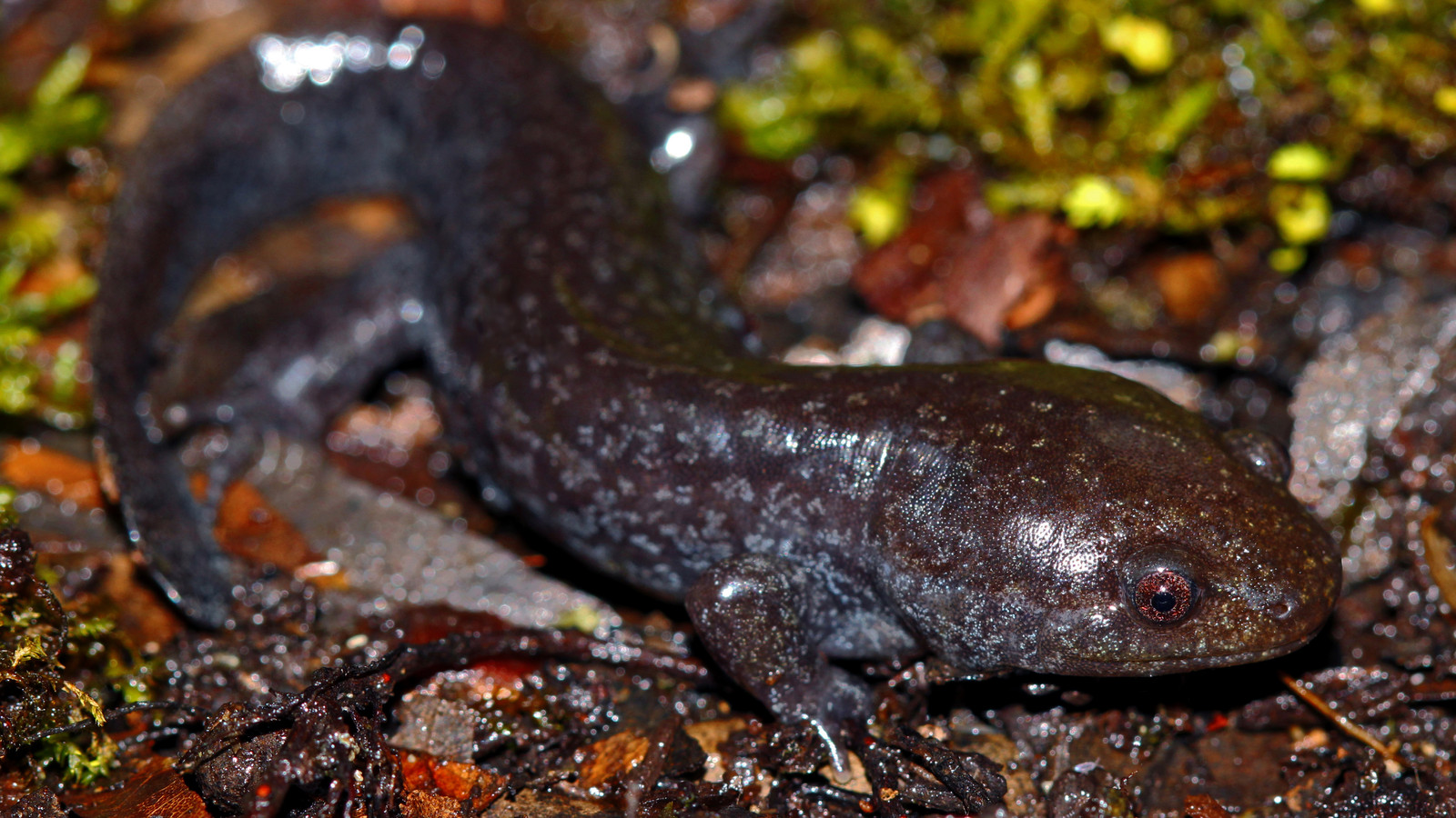 Dark Mole Salamander with pale flecks on damp forest floor