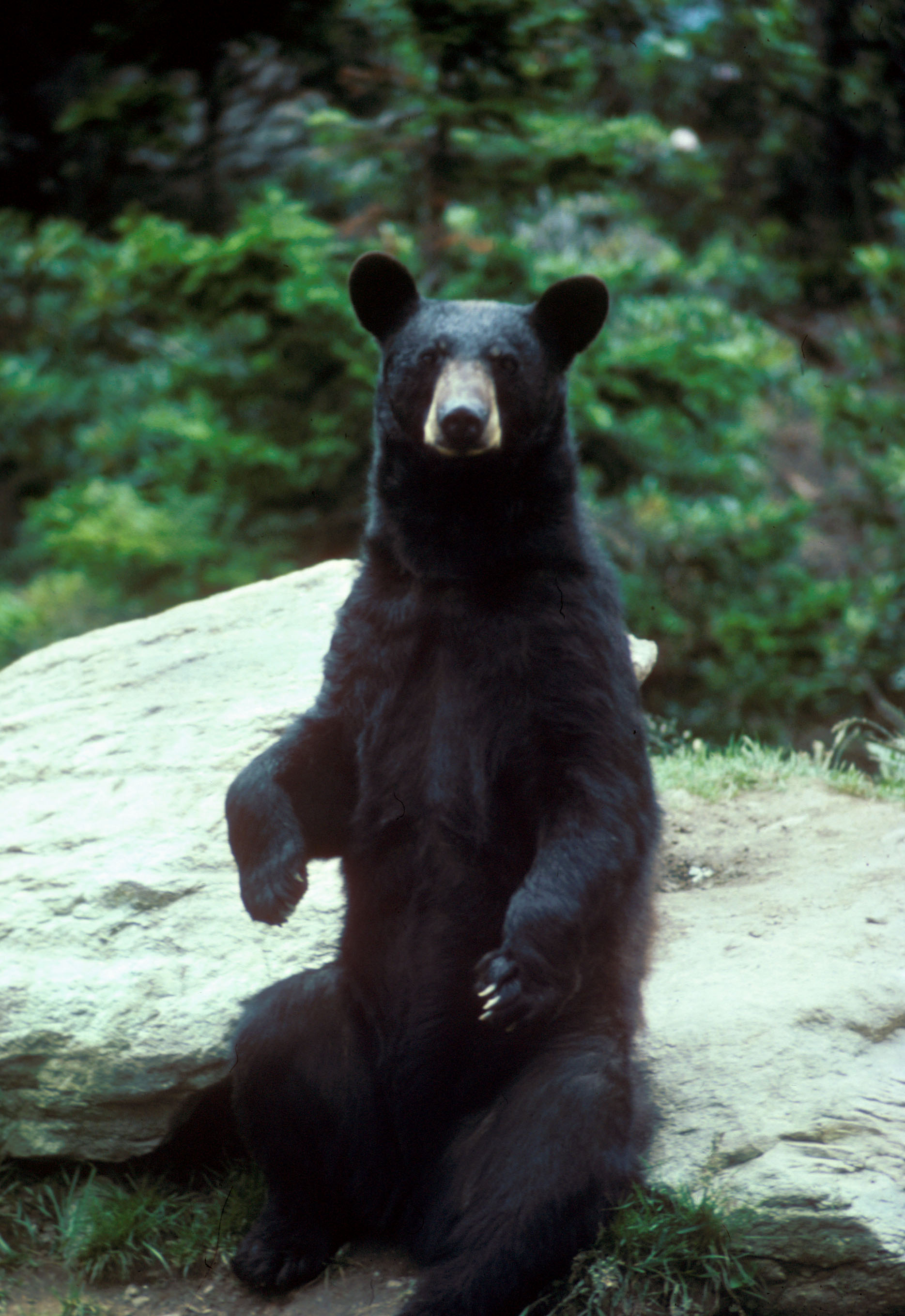 Second view of Florida Black Bear