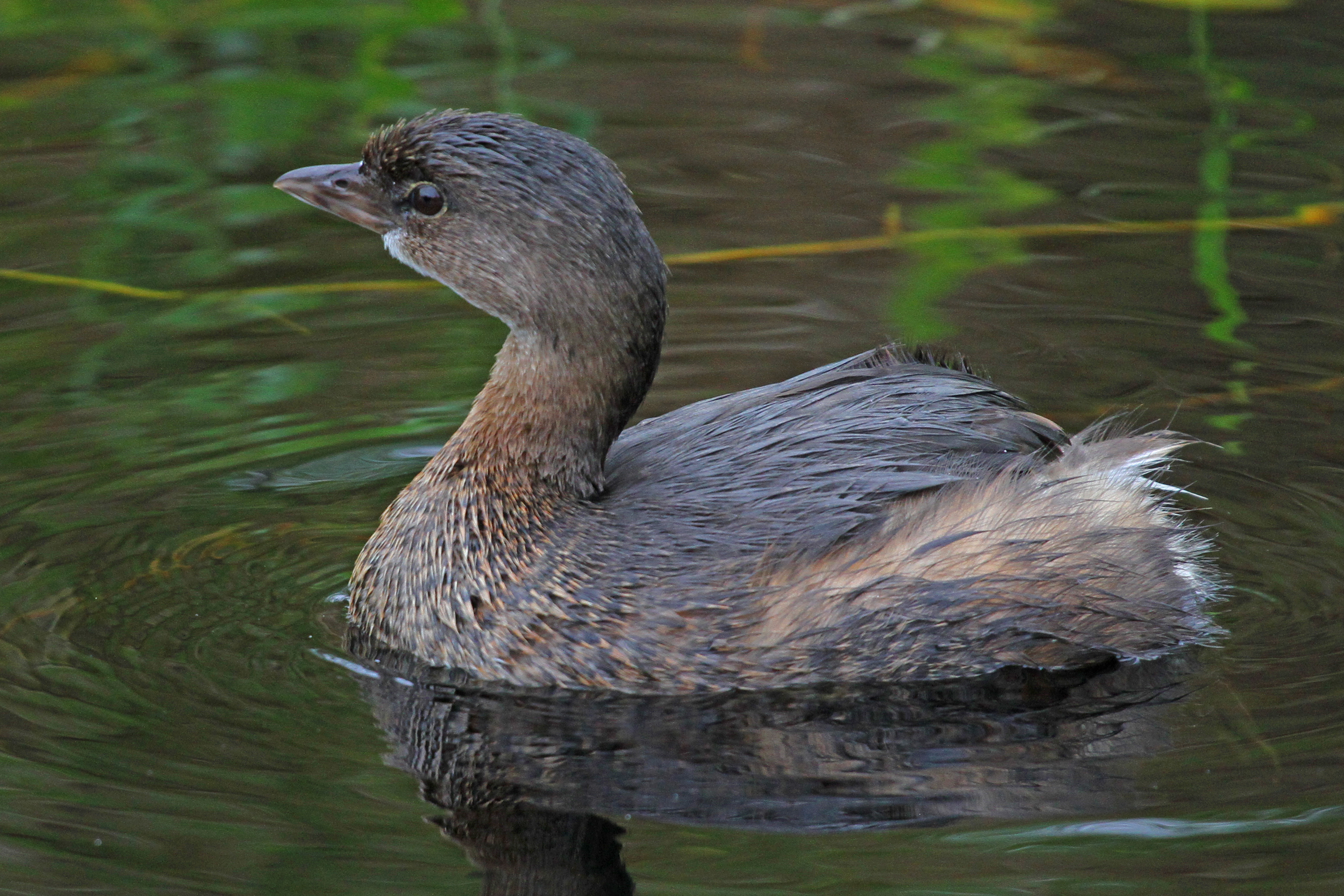 Pied-Billed Grebe in a Florida swamp showing low profile on water