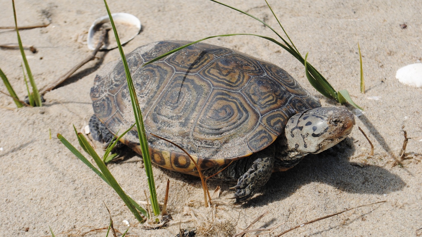 Detailed view of Diamondback Terrapin