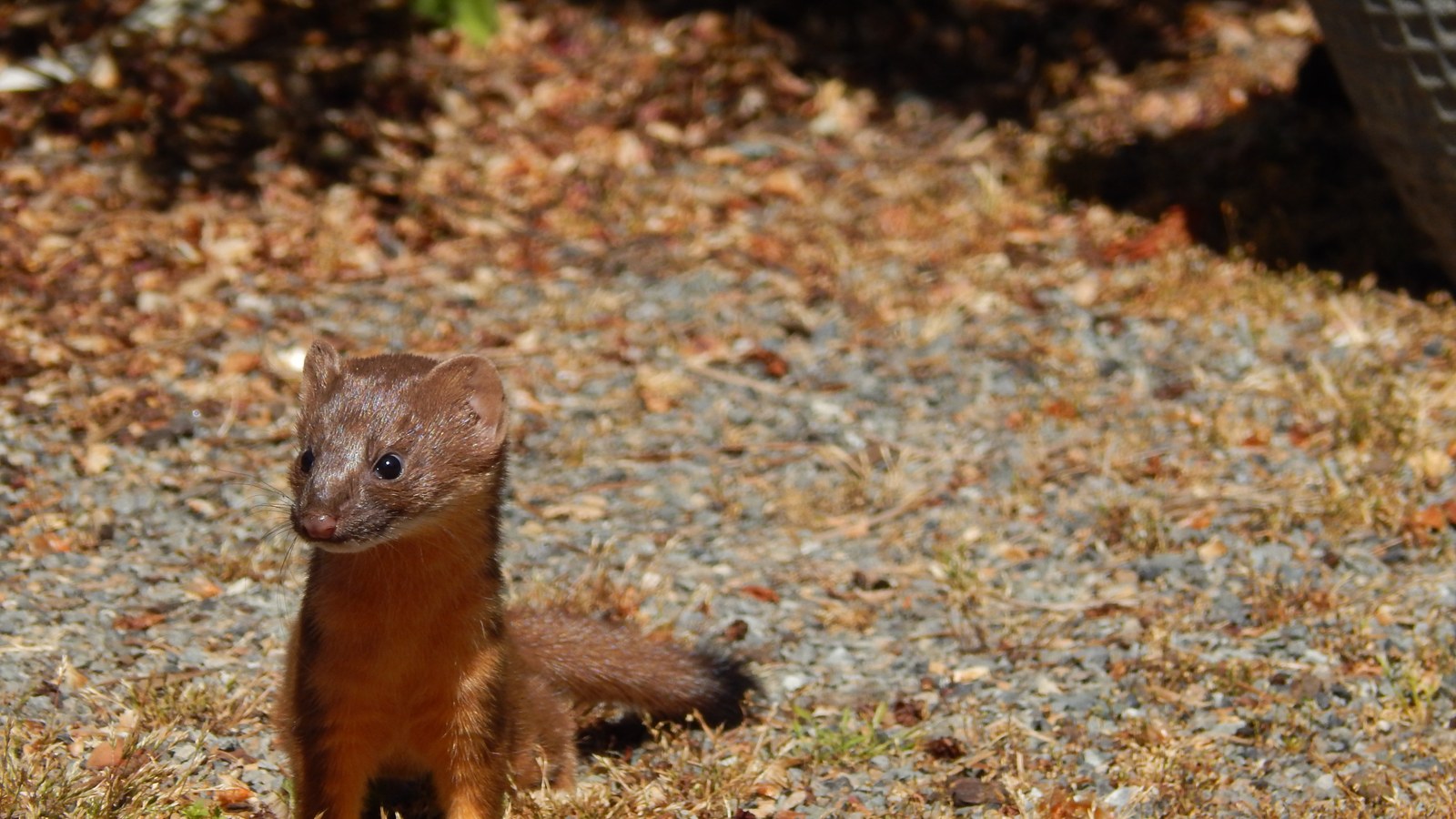 Long-tailed weasel moving through open habitat