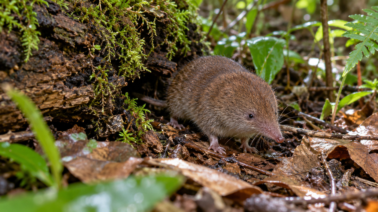 Least Shrew emerging beside a fallen log in dense Florida woodland underbrush