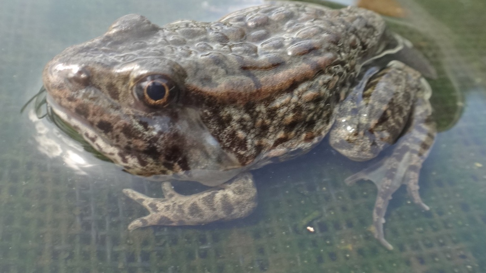 Detailed view of Gopher Frog