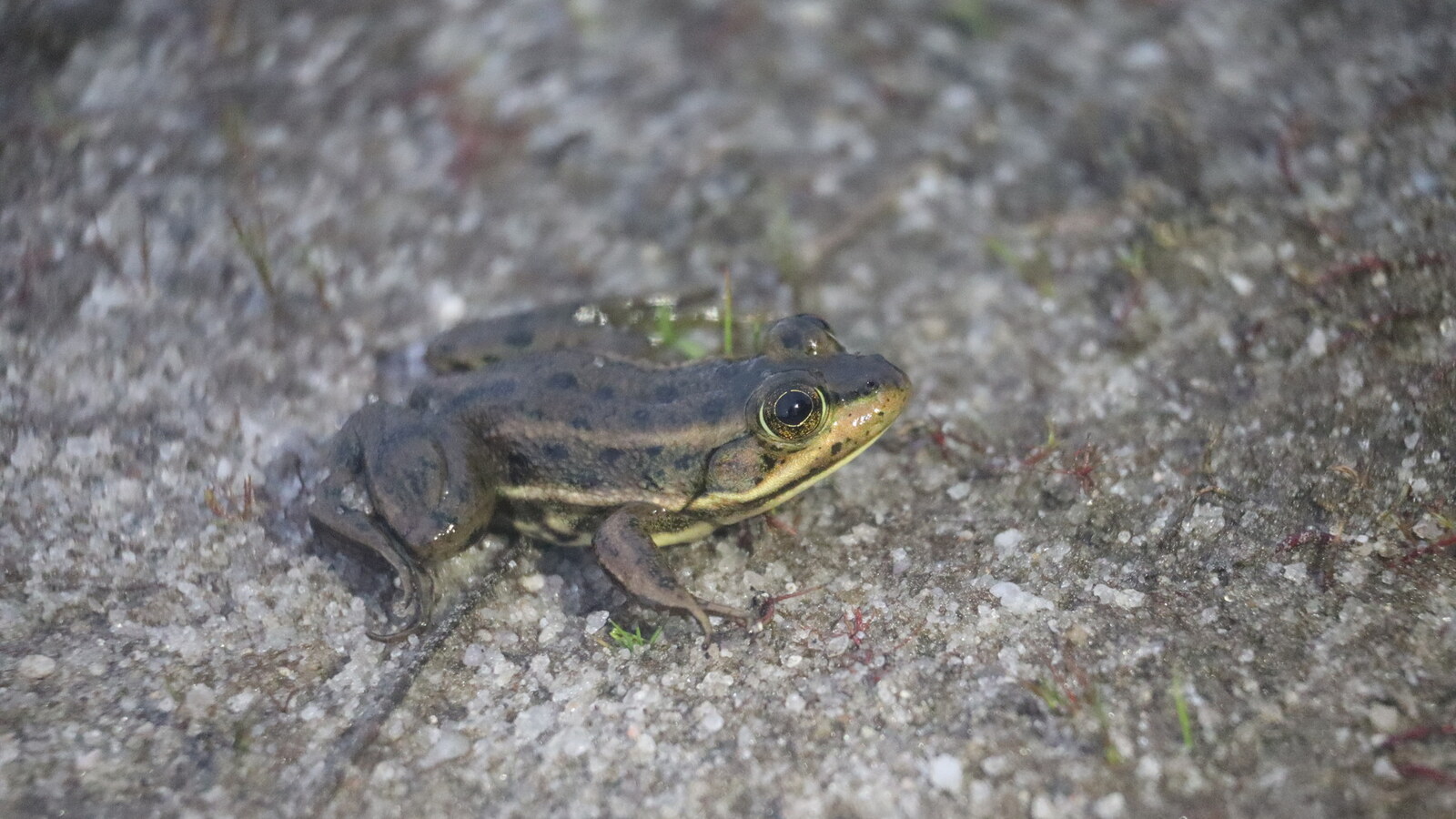 Carpenter Frog sitting on wet sandy soil at night