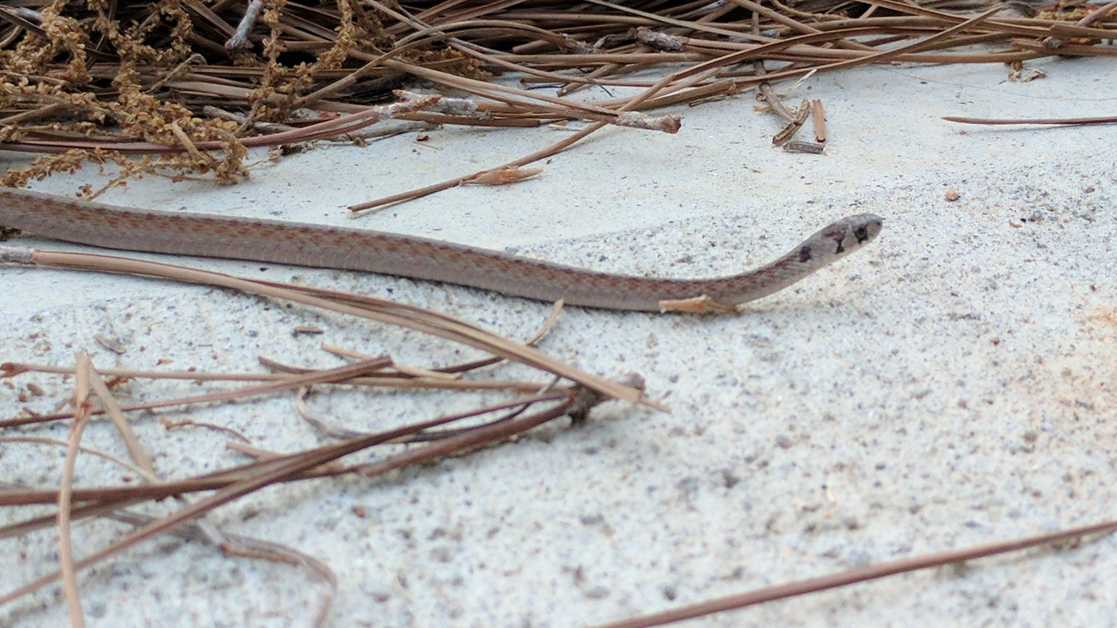 Reptile