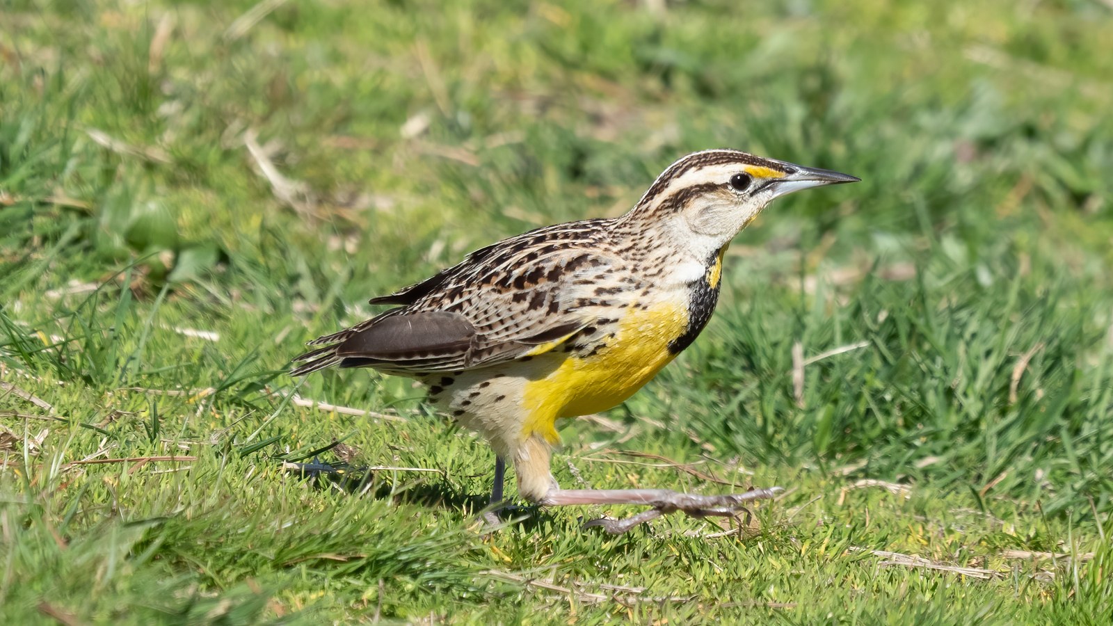 Eastern meadowlark foraging in an open field