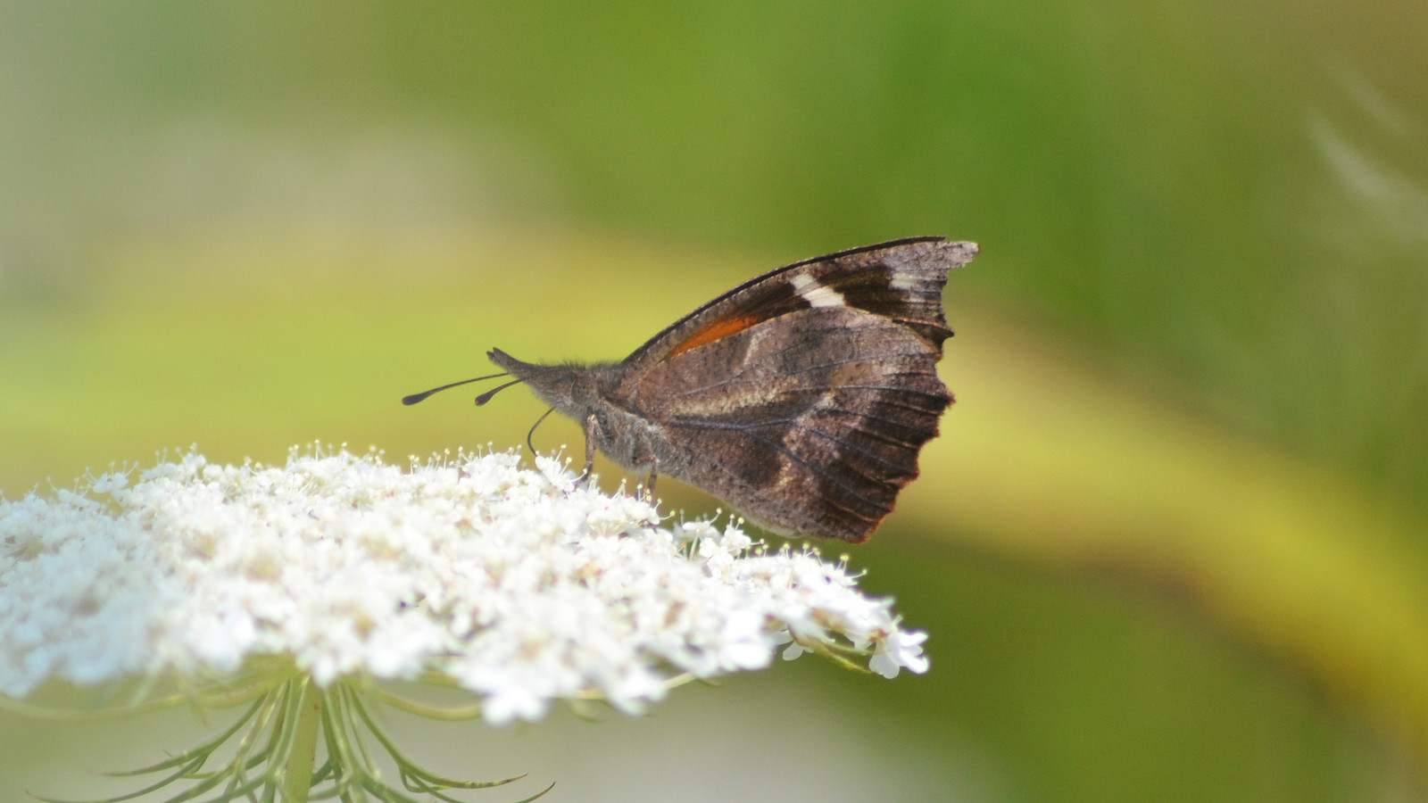American snout butterfly with folded brown wings and long snout on white flowers