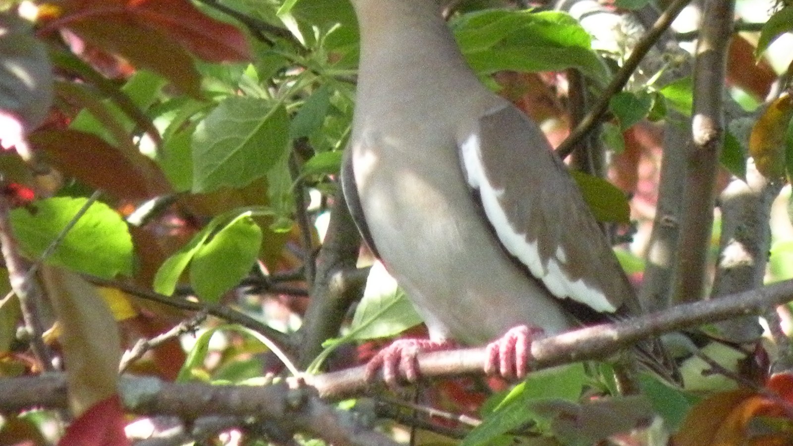White-winged dove perched with white wing stripe visible