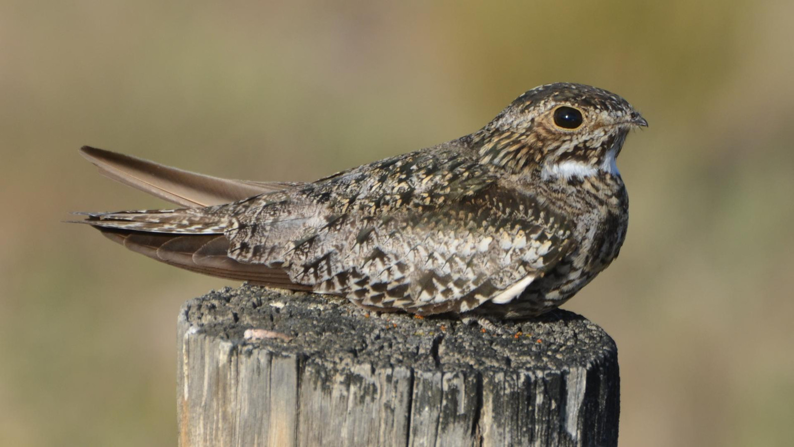 Bird