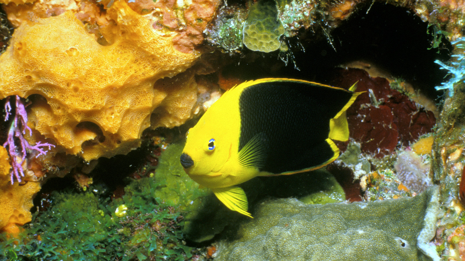Rock beauty angelfish with yellow head and black body beside colorful sponges in Biscayne National Park