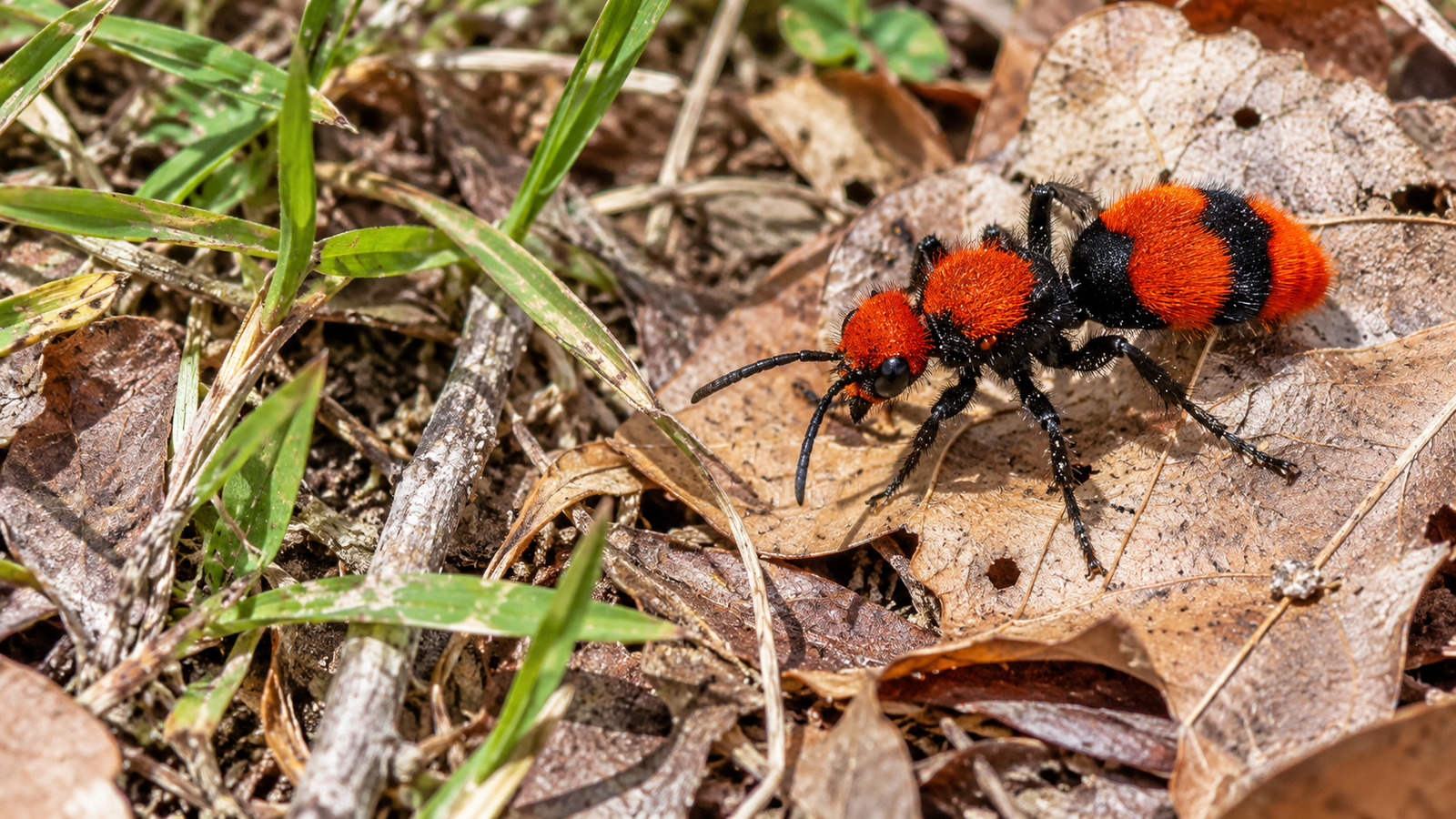 Eastern Velvet Ant crossing dry leaves and grass in a Florida woodland opening
