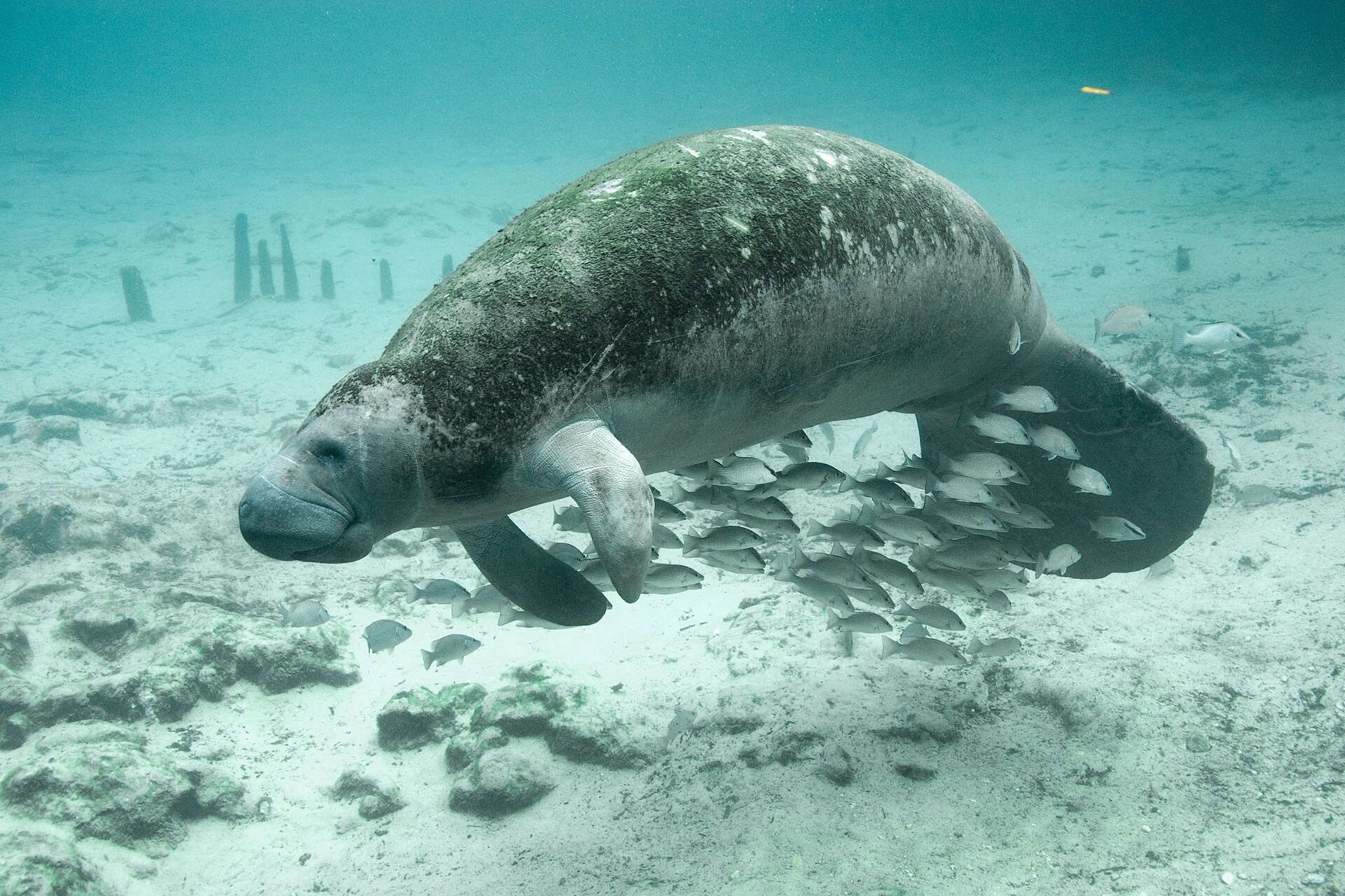 Florida manatee near Crystal River National Wildlife Refuge