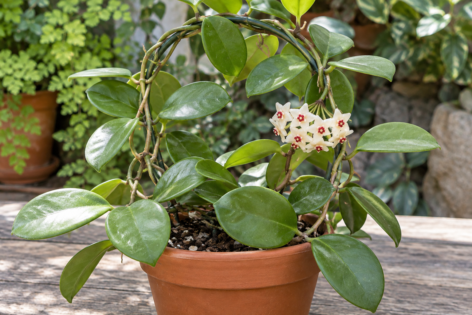 Hoya Australis