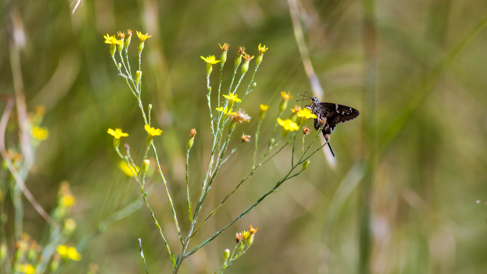 Long-tailed skipper butterfly nectaring at small yellow flowers