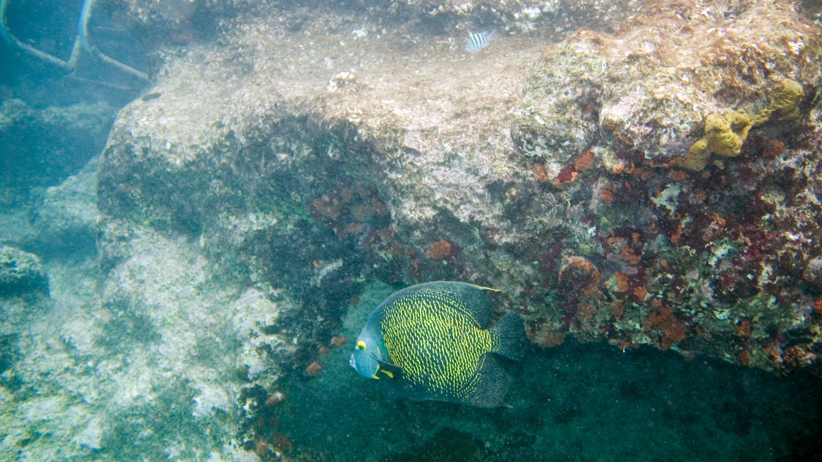 French angelfish with gold-edged scales swimming beneath a rocky reef ledge