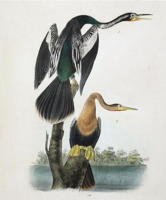 Birds