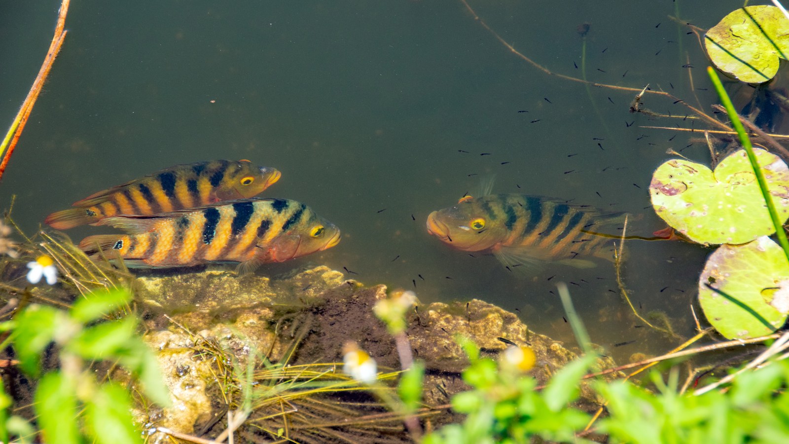 Group of Mayan cichlids in shallow water