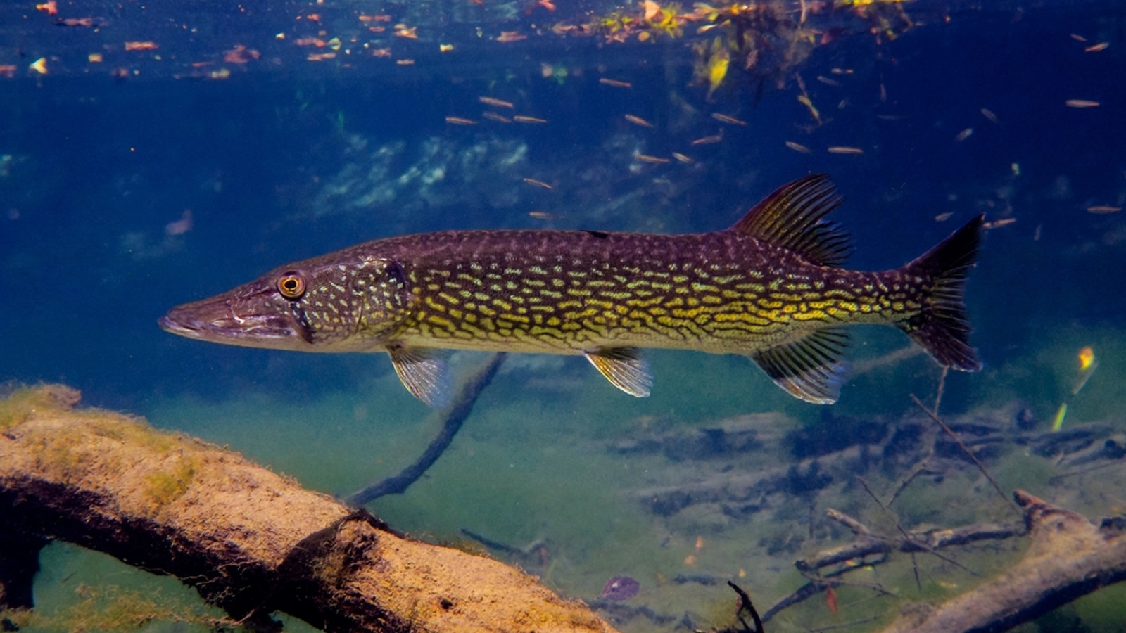 Detailed identification view of Chain Pickerel