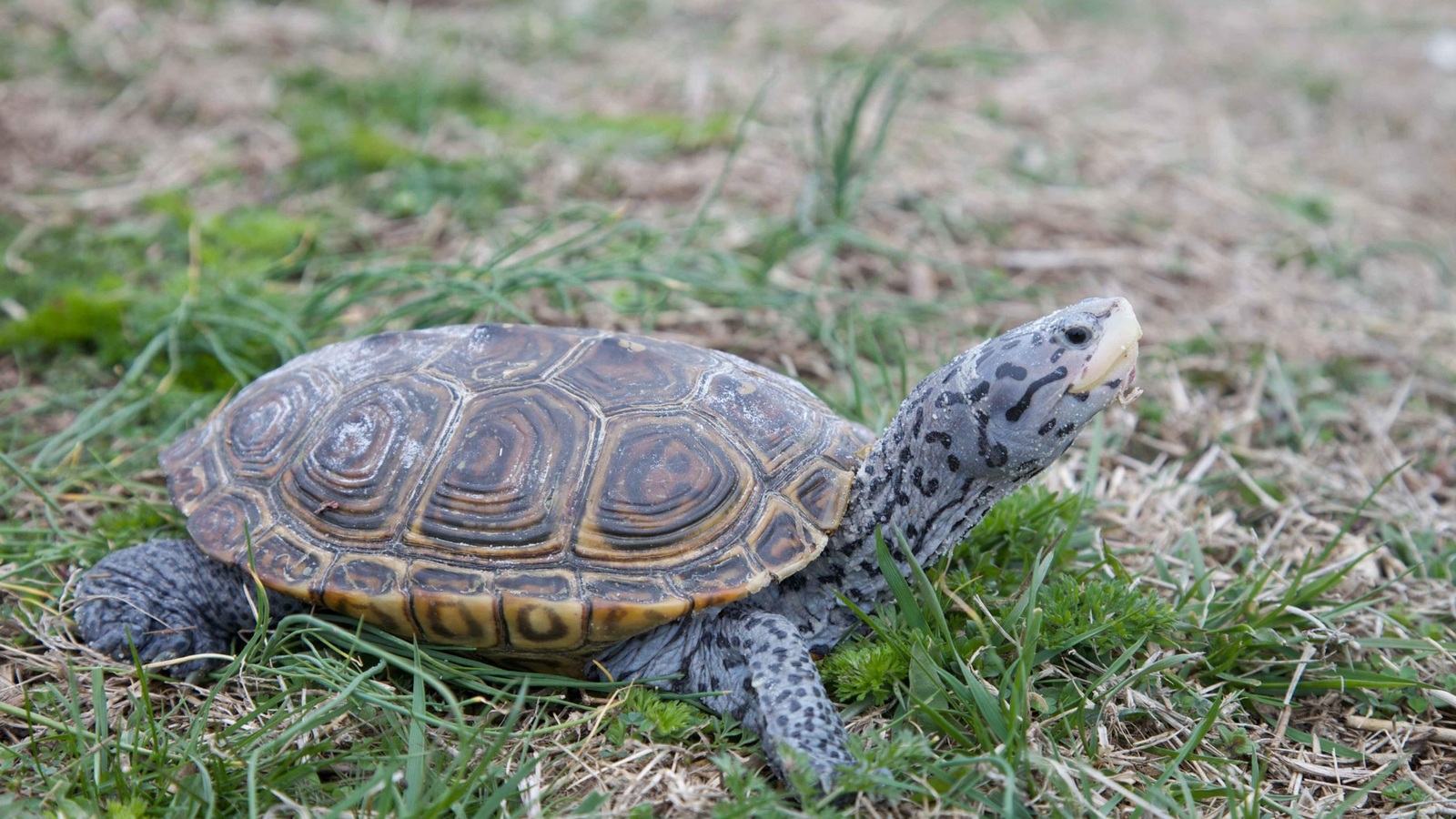 Reptile