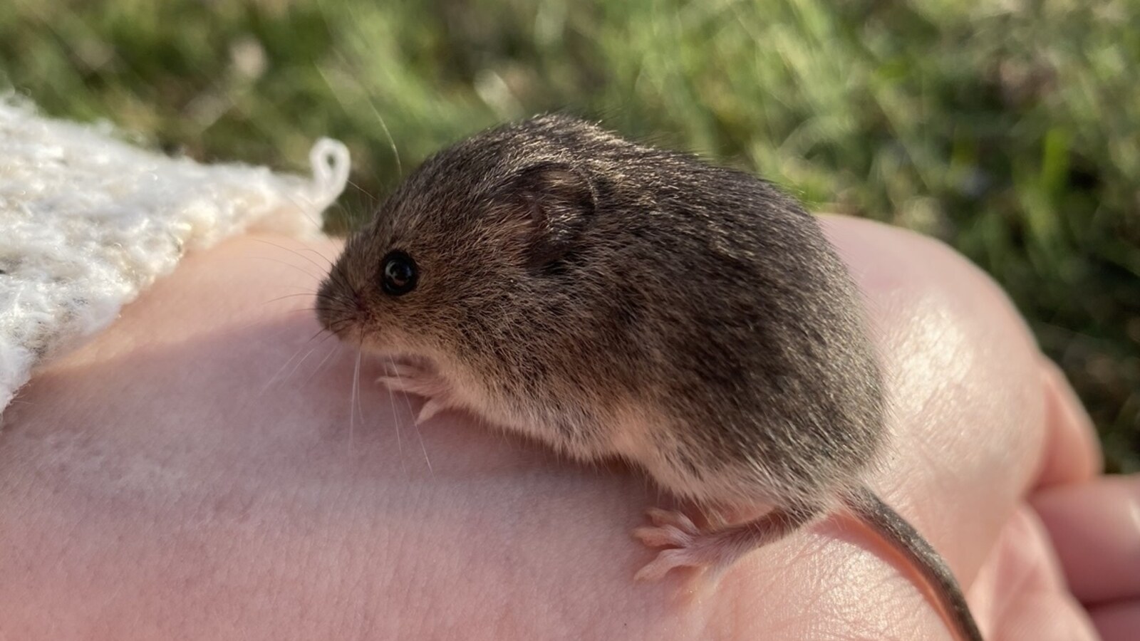 Dark Eastern Harvest Mouse in close view outdoors