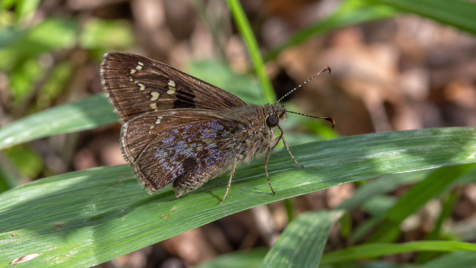 Clouded Skipper perched on a grass blade with violet-blue hindwing frosting visible