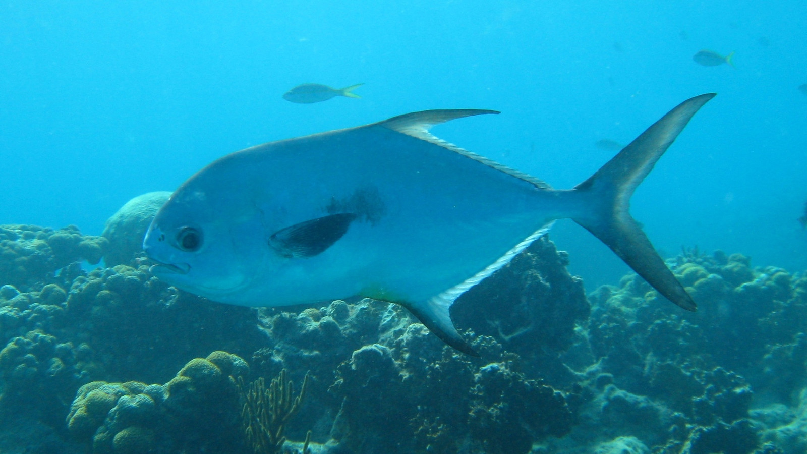 Large permit fish swimming over a Florida reef, showing its tall, flattened body and forked tail