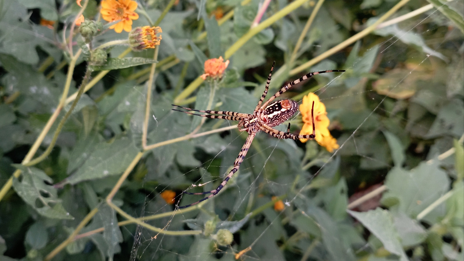 Banded garden spider viewed from below in a web near yellow garden flowers