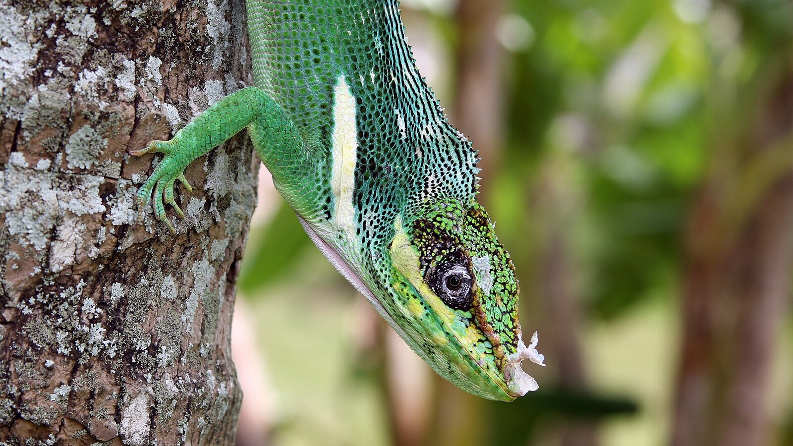 Knight Anole in its typical habitat