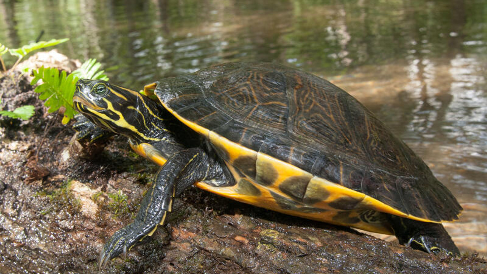 Detailed identification view of Suwannee Cooter