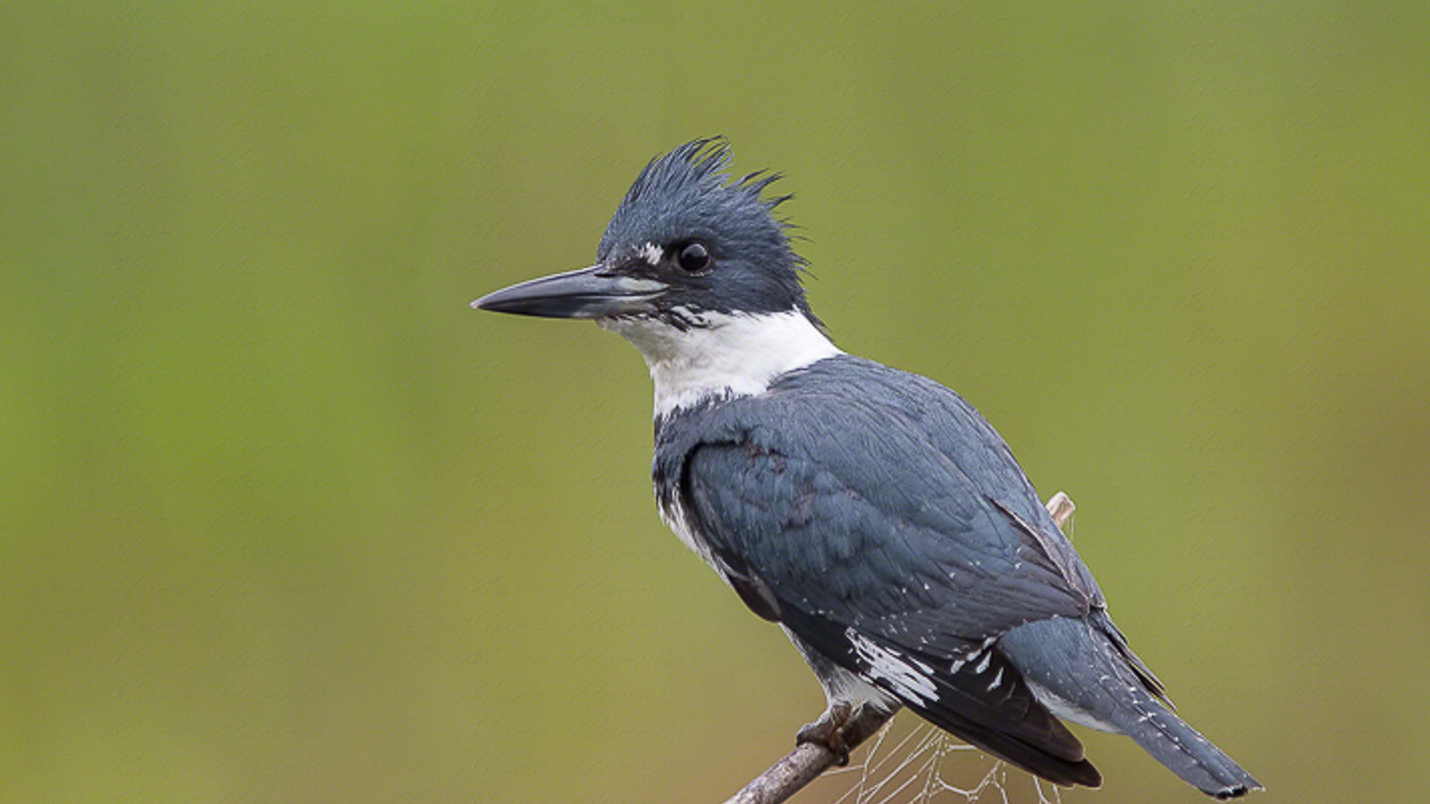 Belted Kingfisher perched above a Florida marsh