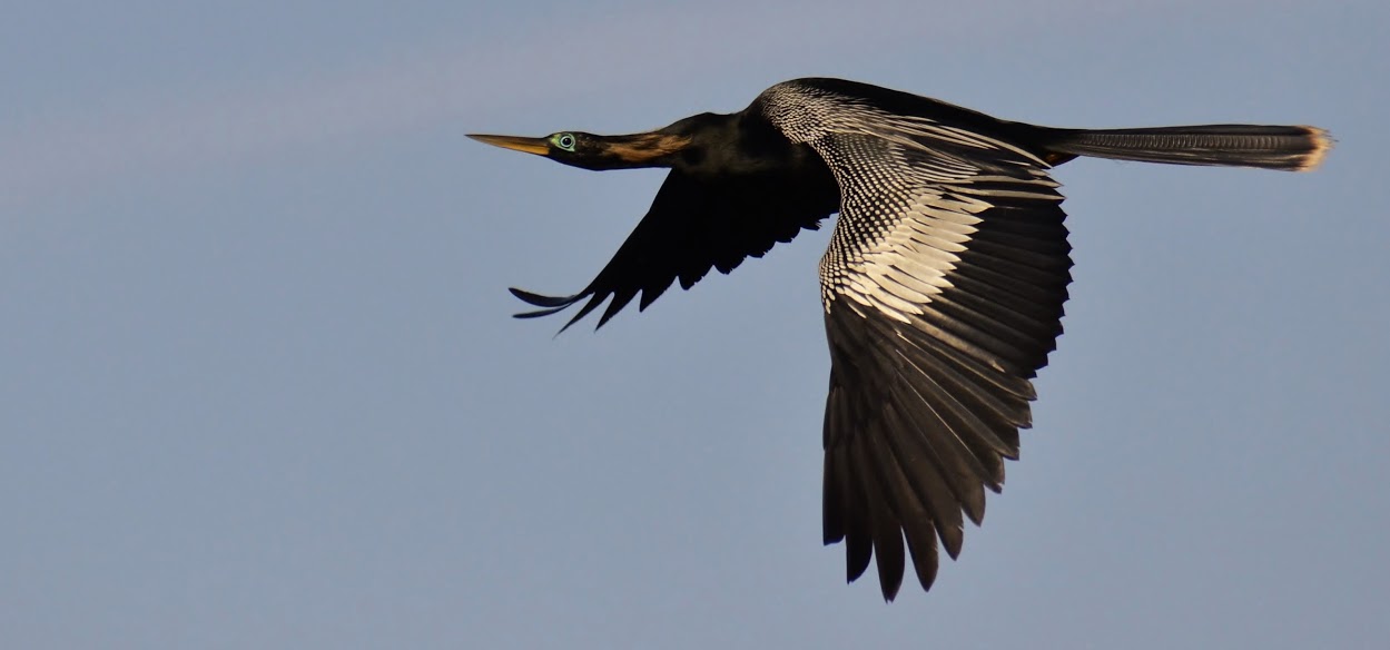 Second view of Anhinga