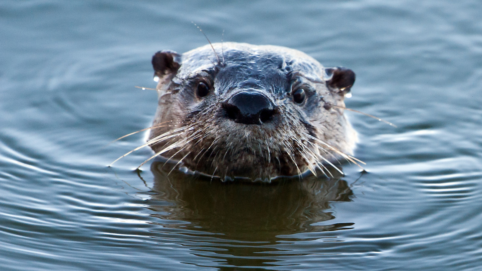 Mammal