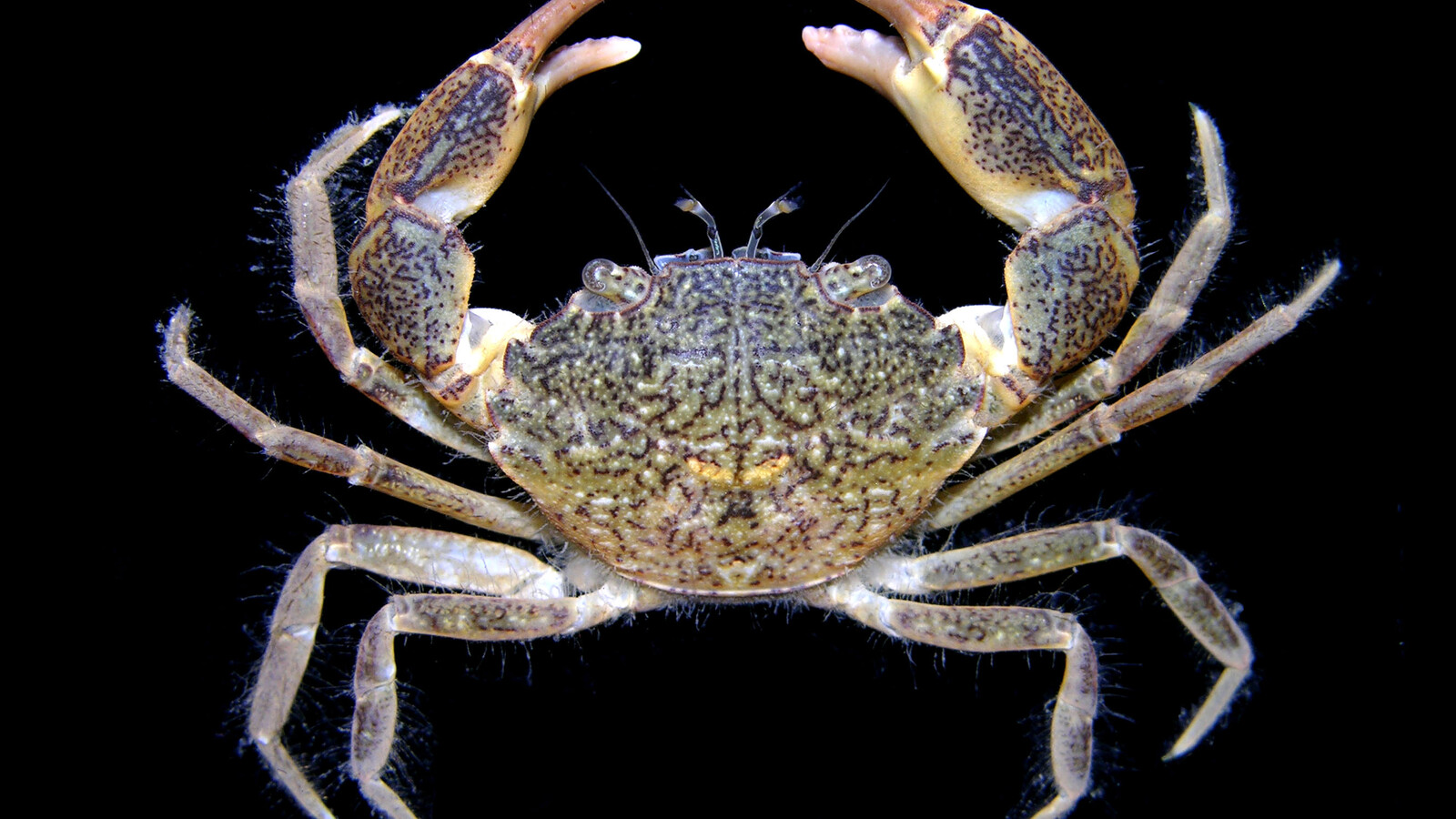 Crustacean