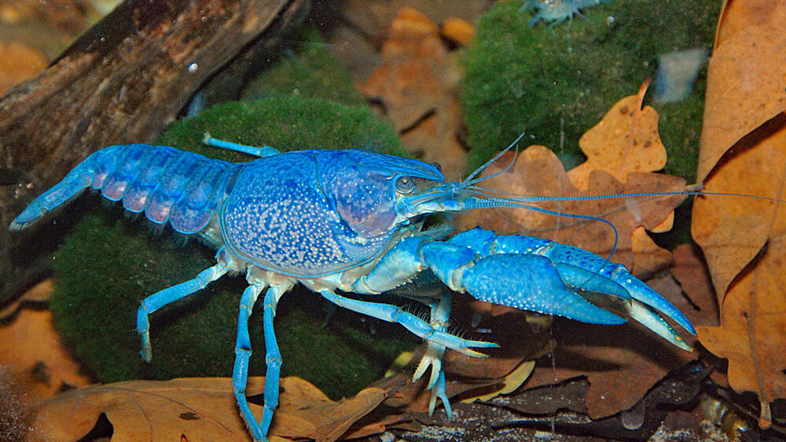 Blue color morph of an Everglades Crayfish