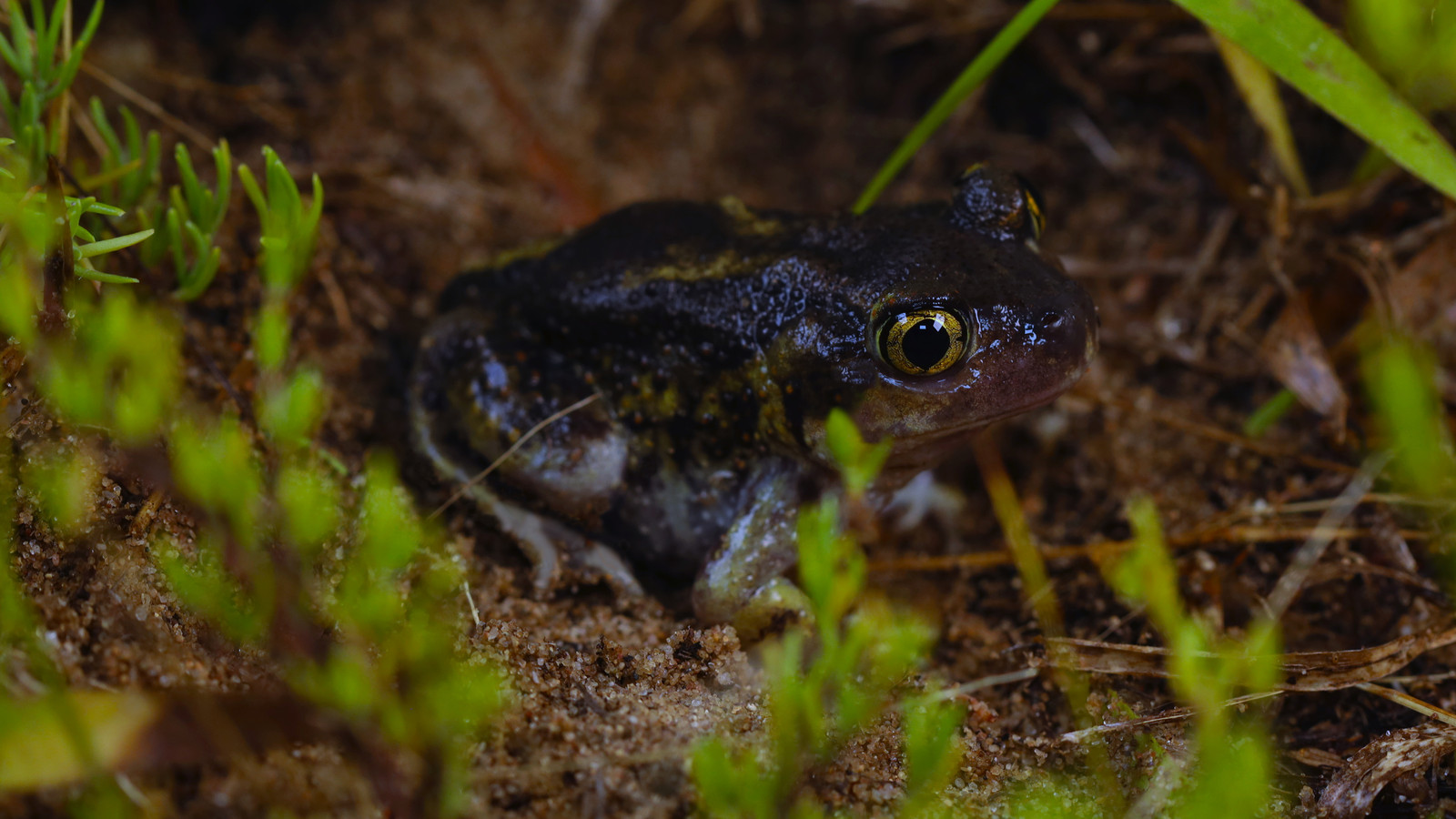 Amphibian