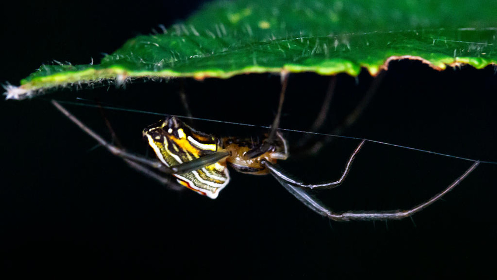 Basilica Orbweaver suspended beneath a leaf