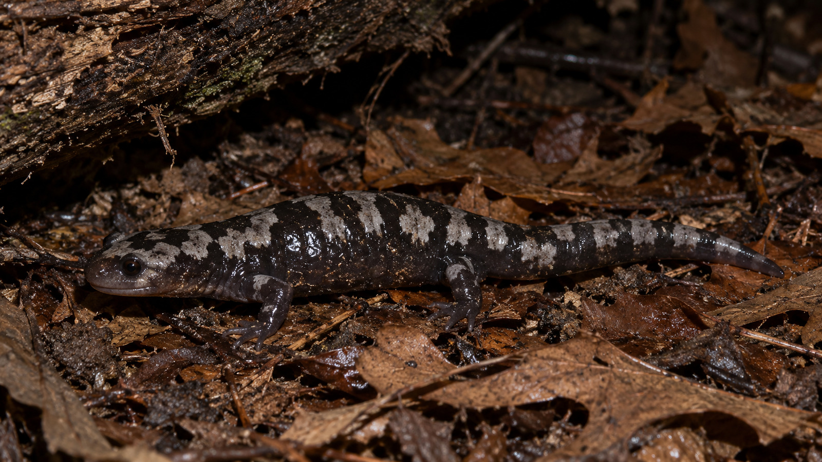 Adult female Marbled Salamander with silvery gray crossbands moving across wet leaf litter at night