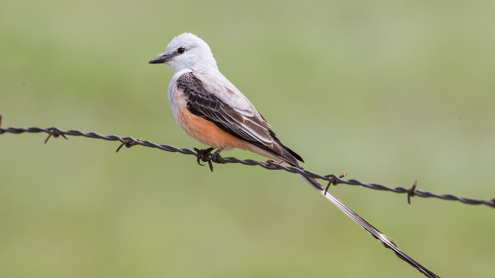 Scissor-tailed flycatcher perched on barbed wire with its long forked tail extended