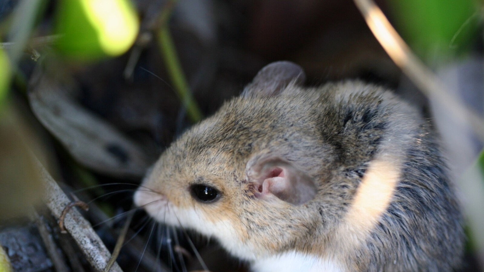 Coastal Oldfield Mouse sheltering among green plants