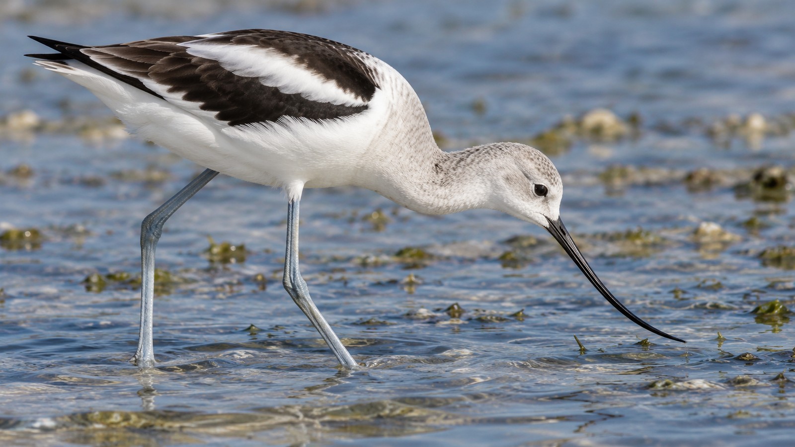 American Avocet in winter plumage sweeping its upturned bill through shallow Florida coastal water