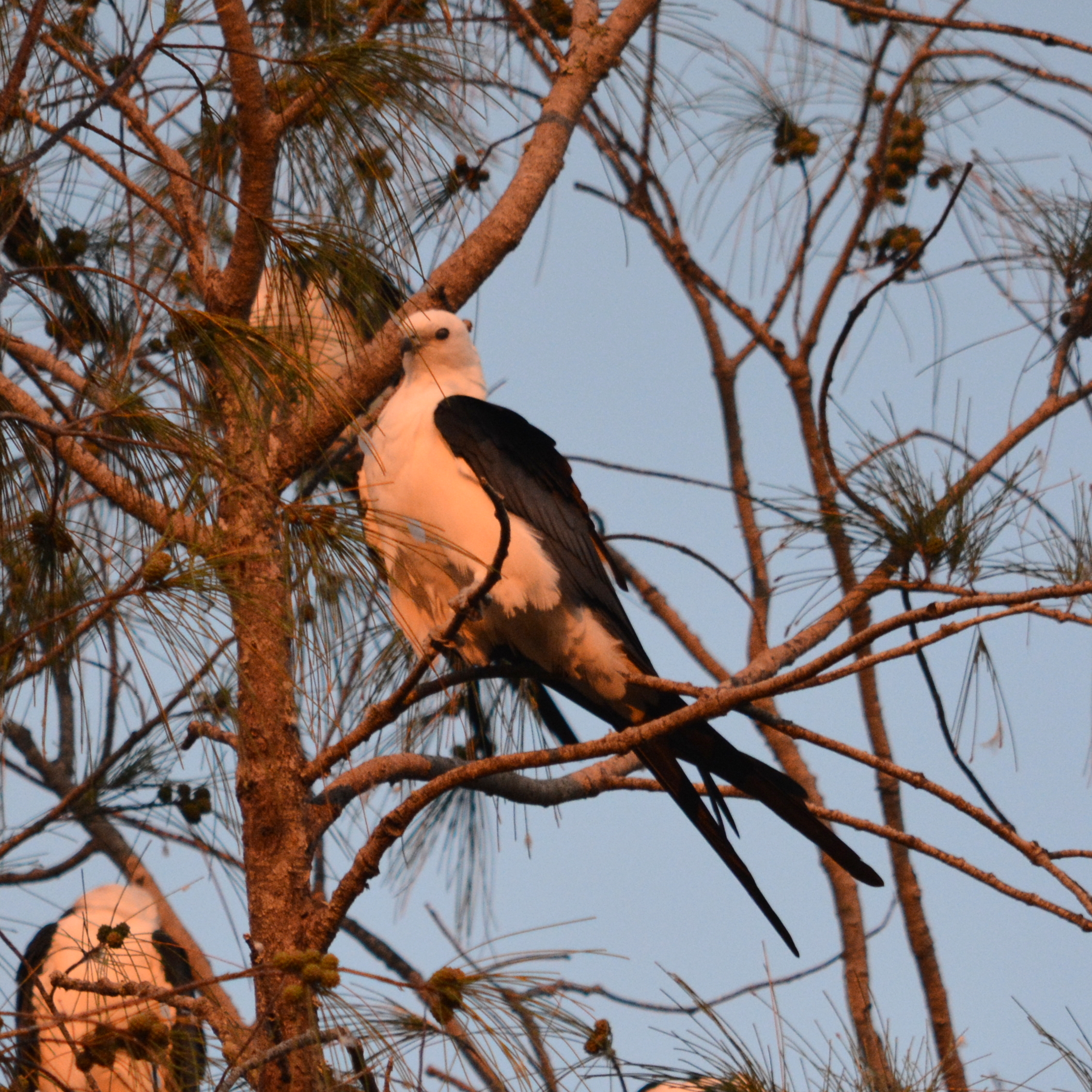 Second view of Swallow-Tailed Kite